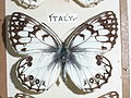 Melanargia arge