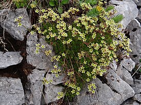 Cherleria sedoides