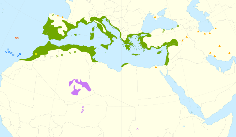 File:Olea europaea range.svg