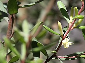 Цветущая Persoonia subvelutina в Национальном парке Намаджи