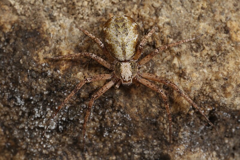 File:Philodromus aureolus (27063453634).jpg