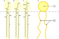 Phospholipids are effective natural surfactants that have important biological functions