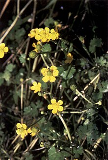 Ranunculus gmelinii.jpg