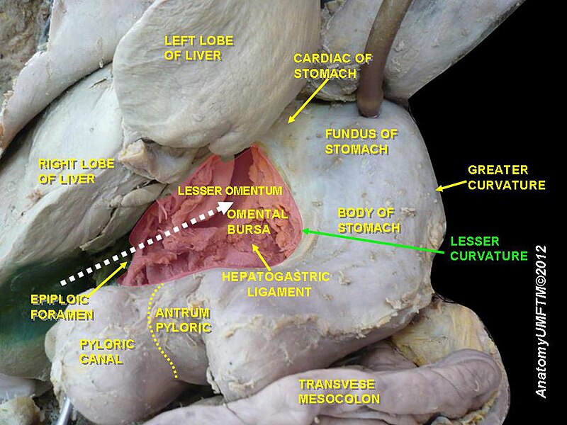 File:Slide11ddd.JPG