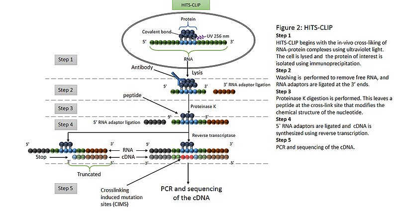 File:Slide3.JPG