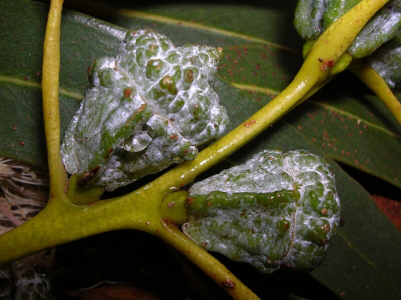 File:Starr 050125-3236 Eucalyptus globulus.jpg