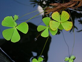 Marsilea villosa