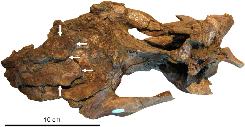 File:Subadult Brachylophosaurus braincase.PNG