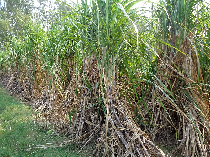 File:Sugarcane in Hoshiarpur.jpg