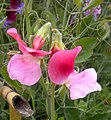 Sweet Pea in Pakistan