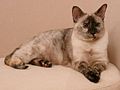 A tortoiseshell-point Siamese cat