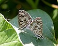 The Zebra Blue (Tarucus plinius) mating pair photographed in Bangalore