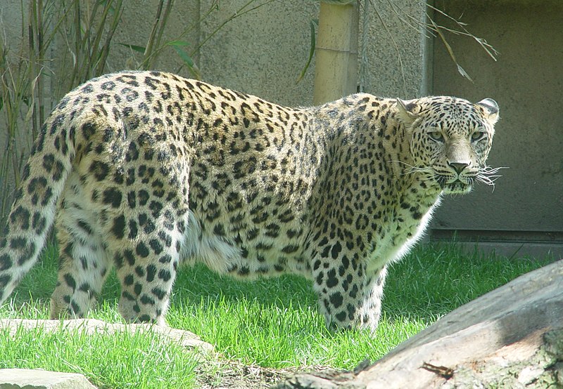 File:Zoo hannover 9.JPG