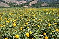 Trollius en el sur-oeste de Buriatia, Rusia