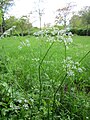 Дягиль-купырь (Anthriscus sylvestris)