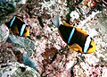 Orange-fin anemonefish (Amphiprion chrysopterus) is one of the few anemonefishes with a white tail.