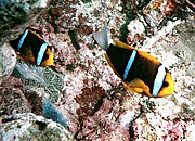 Orange-fin anemonefish (Amphiprion chrysopterus) is one of the few anemonefish with a white tail.