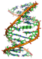 Image 6A covalent adduct between the metabolite of benzo[a]pyrene, the major mutagen in tobacco smoke, and DNA (from Mutation)