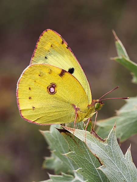 File:Berger's Clouded Yellow (28516174703).jpg