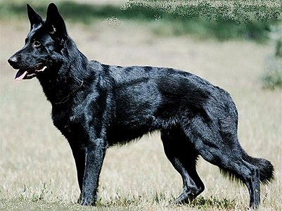 Solid black German Shepherd dog