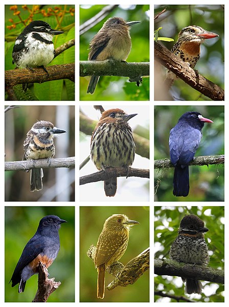 File:Bucconidae Diversity.jpg