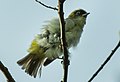 Cream-throated white-eye