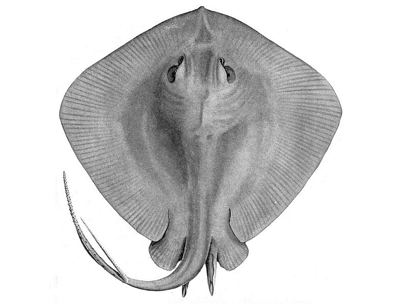 File:Dasyatis brevicaudata 4x3.jpg