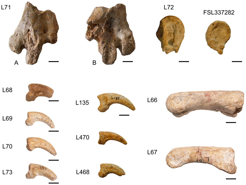 Archivo:Eleutherornis cotei.png