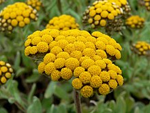 Helichrysum basalticum 2.jpg