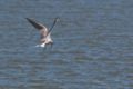 Common Tern Preying