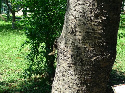 Japalura swinhonis on a tree in Taipei, Taiwan