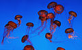 Medusas