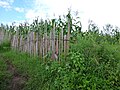 East African juniper, used as termite resistant fence stakes