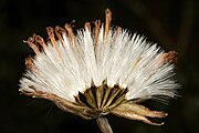 Detail of fruiting head