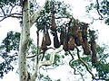 Colonial pendant nests of Montezuma Oropendola