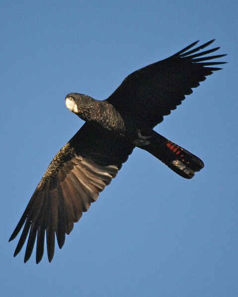 Файл:Red Tailed Black Cockatoo-2.jpg