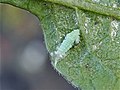 Siphanta acuta nymph