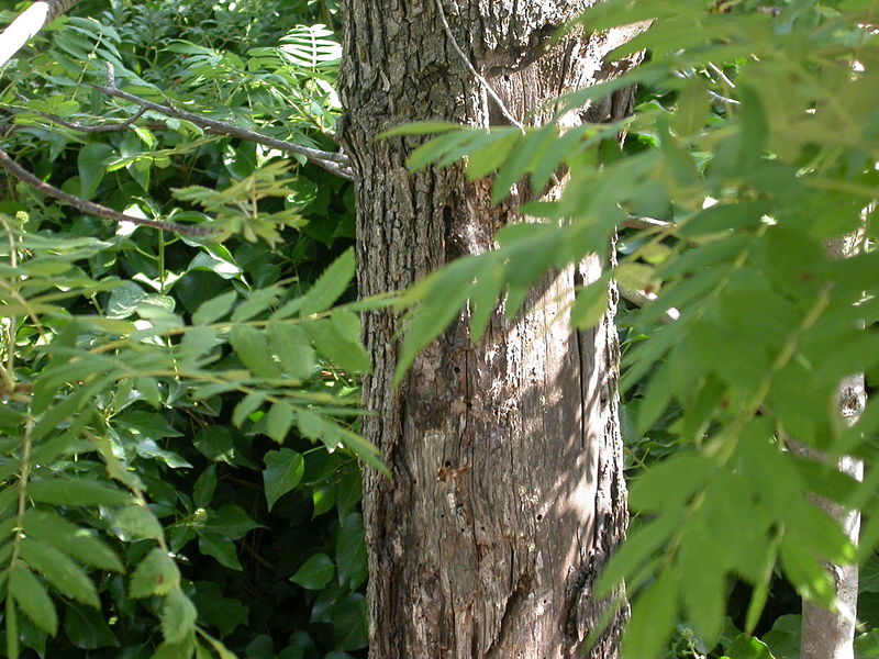 File:Sorbus-domestica-bark.jpg