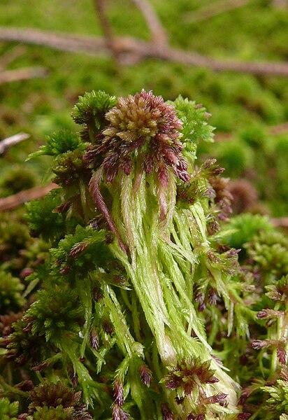 File:Sphagnum capillifolium 131007a.jpg