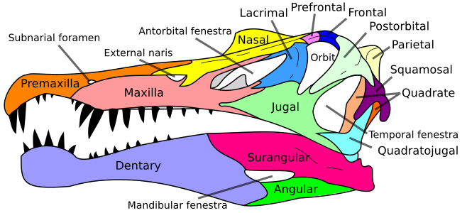 Archivo:Spinosaurus skull en.svg