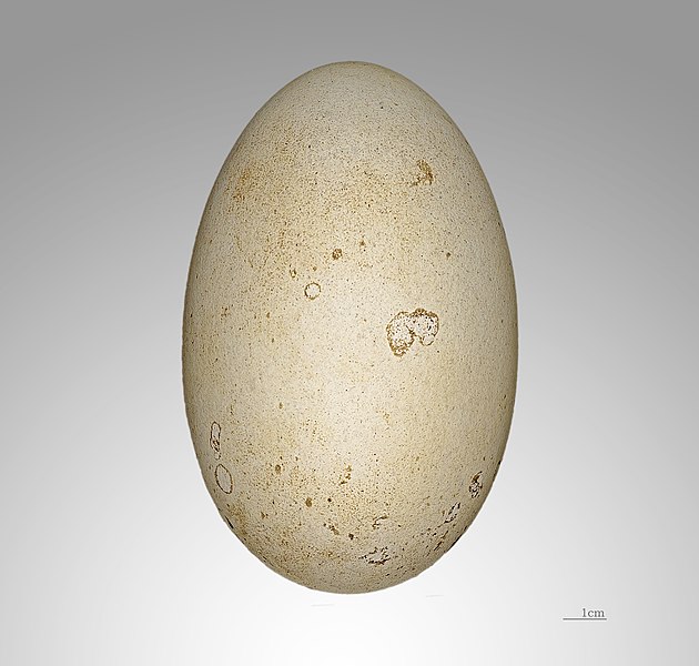 File:Thalassarche melanophris MHNT.jpg