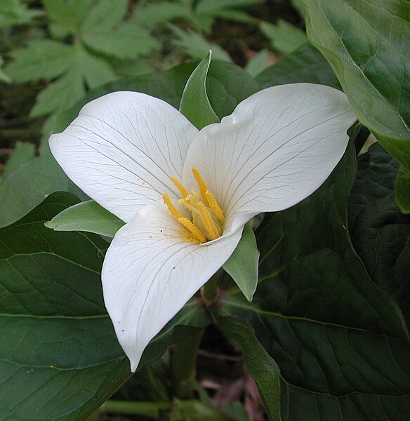 File:Trillium ovatum (3).jpg