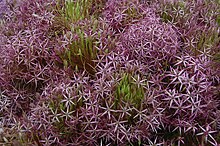 Allium 'Utopia'.JPG