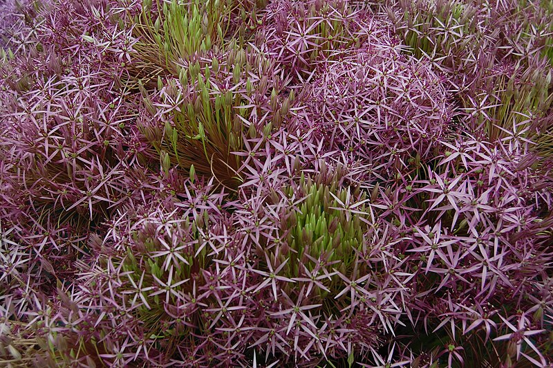 Файл:Allium 'Utopia'.JPG