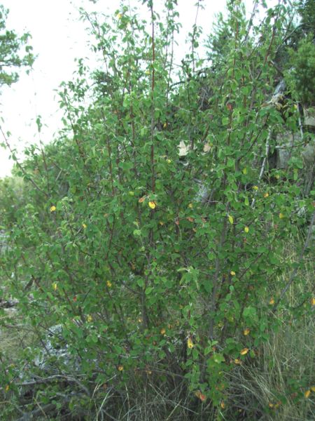 Archivo:Amelanchier ovalis.JPG