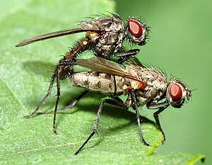 Anthomyiidae flies