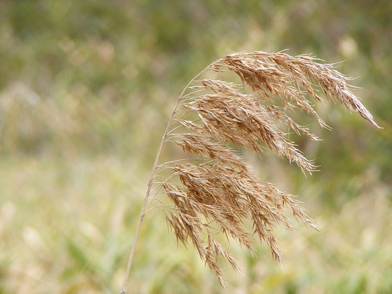 File:Austrostipa nodosa dried seeds.jpg