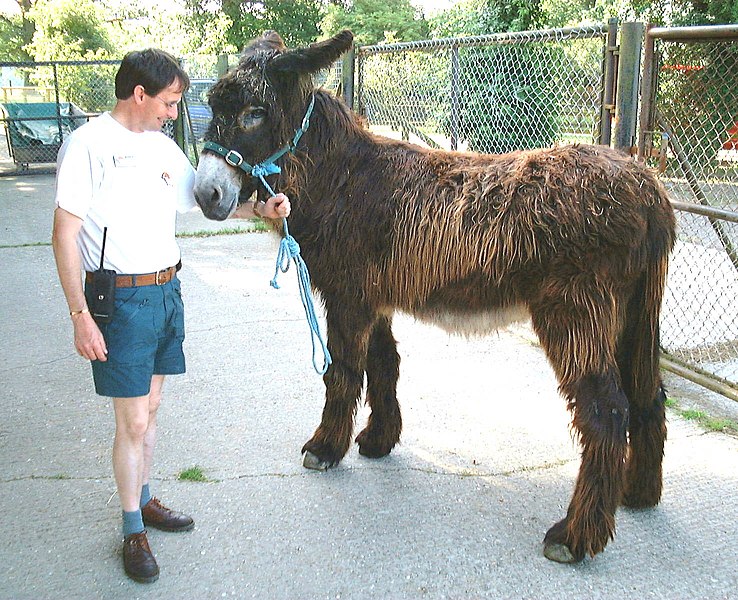 File:Baudet du Poitou.jpg