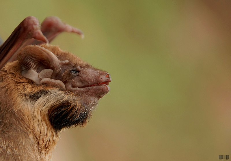 File:Black-bearded tomb bat.jpg