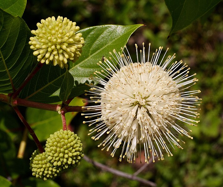 Archivo:Cephalanthus occidentalis.jpg